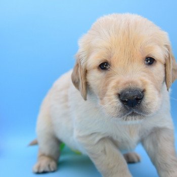 chiot Golden retriever Collier beige élevage du Fond de la Noye