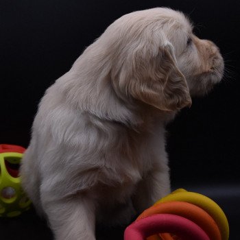 chiot Golden retriever sable Collier bleu élevage du Fond de la Noye