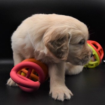 chiot Golden retriever sable Collier bleu élevage du Fond de la Noye