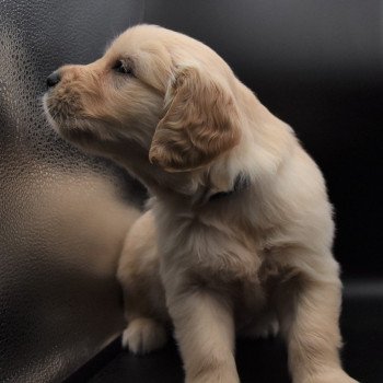 chiot Golden retriever sable Collier bleu élevage du Fond de la Noye chiot Golden retriever sable Collier bleu élevage du Fond de la Noye