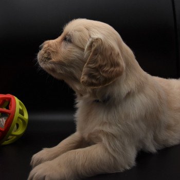 chiot Golden retriever sable Collier bleu élevage du Fond de la Noye