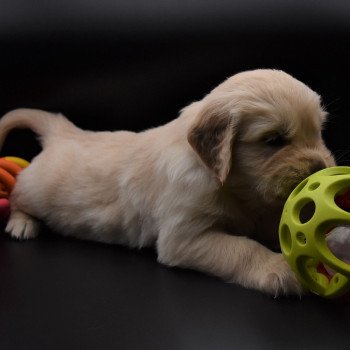 chiot Golden retriever sable Collier bleu élevage du Fond de la Noye