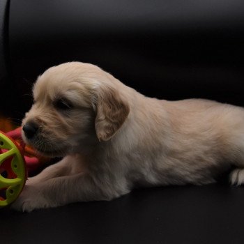 chiot Golden retriever sable Collier bleu élevage du Fond de la Noye