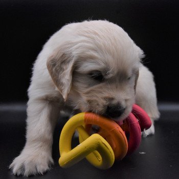 chiot Golden retriever sable Collier bleu élevage du Fond de la Noye