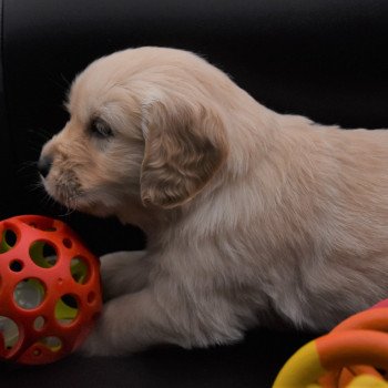 chiot Golden retriever sable Collier bleu élevage du Fond de la Noye