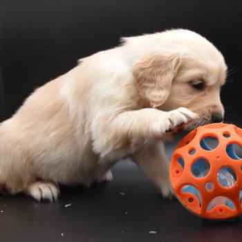 chiot Golden retriever sable Collier bleu ciel élevage du Fond de la Noye