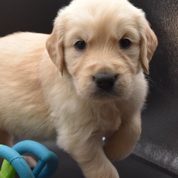 chiot Golden retriever sable Collier bleu ciel élevage du Fond de la Noye chiot Golden retriever sable Collier bleu ciel élevage du Fond de la Noye