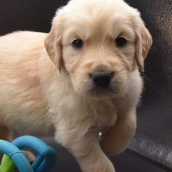 chiot Golden retriever sable Collier bleu ciel élevage du Fond de la Noye