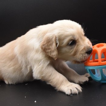 chiot Golden retriever sable Collier bleu ciel élevage du Fond de la Noye chiot Golden retriever sable Collier bleu ciel élevage du Fond de la Noye