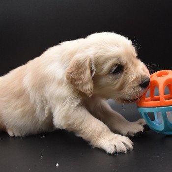 chiot Golden retriever sable Collier bleu ciel élevage du Fond de la Noye