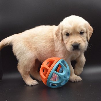 chiot Golden retriever sable Collier bleu ciel élevage du Fond de la Noye