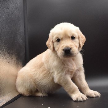 chiot Golden retriever sable Collier bleu ciel élevage du Fond de la Noye