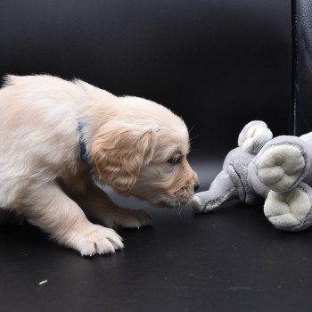 chiot Golden retriever sable Collier bleu ciel élevage du Fond de la Noye chiot Golden retriever sable Collier bleu ciel élevage du Fond de la Noye