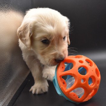 chiot Golden retriever sable Collier bleu ciel élevage du Fond de la Noye