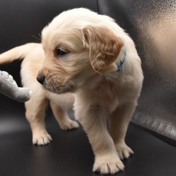 chiot Golden retriever sable Collier bleu ciel élevage du Fond de la Noye chiot Golden retriever sable Collier bleu ciel élevage du Fond de la Noye