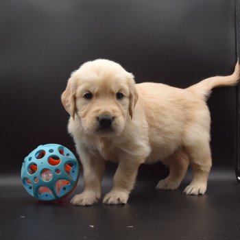 chiot Golden retriever sable Collier bleu ciel élevage du Fond de la Noye