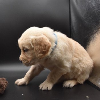 chiot Golden retriever sable Collier bleu ciel élevage du Fond de la Noye