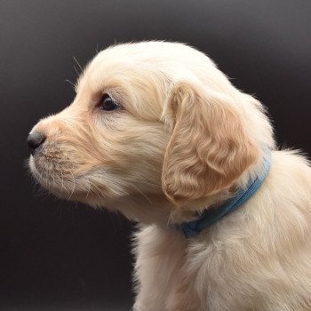 chiot Golden retriever sable Collier bleu ciel élevage du Fond de la Noye