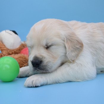 chiot Golden retriever Collier bleu élevage du Fond de la Noye