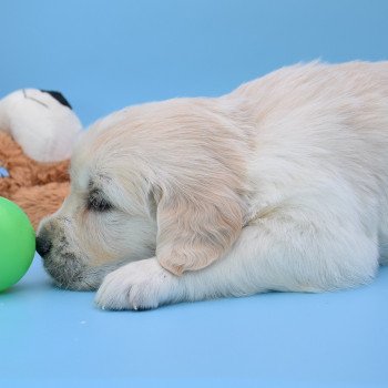 chiot Golden retriever Collier bleu élevage du Fond de la Noye