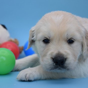 chiot Golden retriever Collier bleu élevage du Fond de la Noye