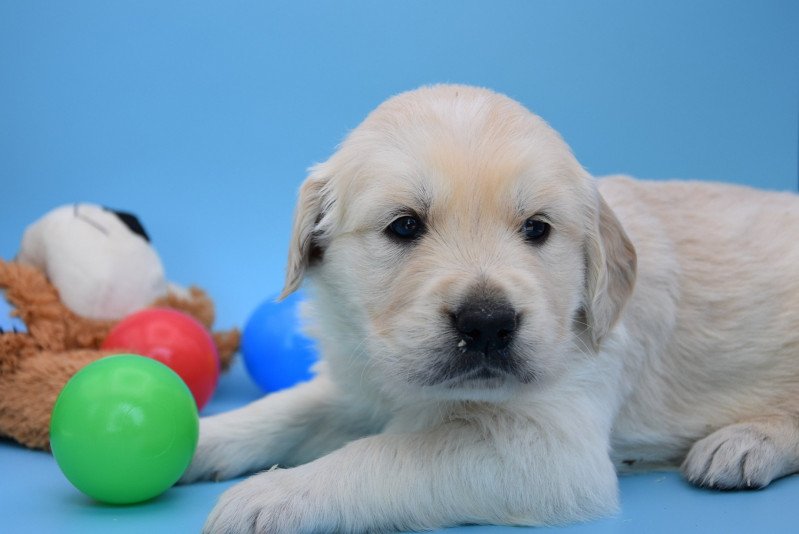 Roméo du Fond de la Noye Mâle Golden retriever