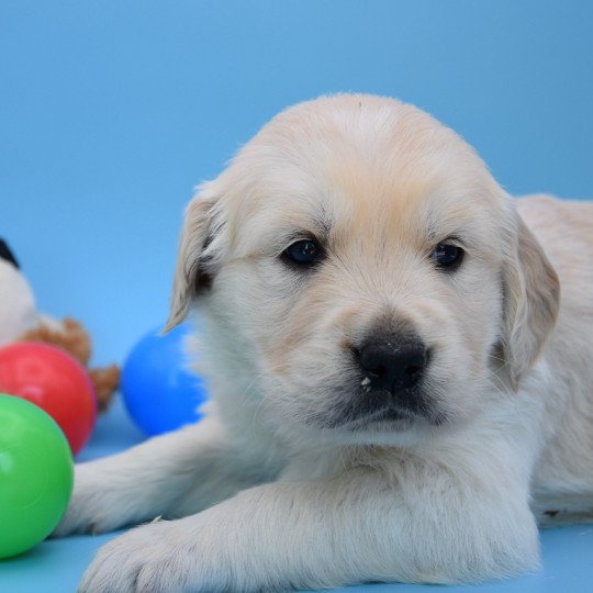 Roméo du Fond de la Noye Mâle Golden retriever