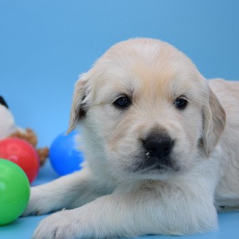 chiot Golden retriever Collier bleu élevage du Fond de la Noye