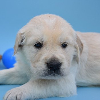 chiot Golden retriever Collier bleu élevage du Fond de la Noye