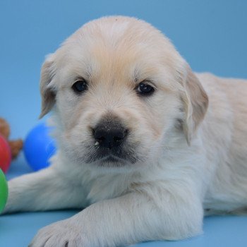 chiot Golden retriever Collier bleu élevage du Fond de la Noye