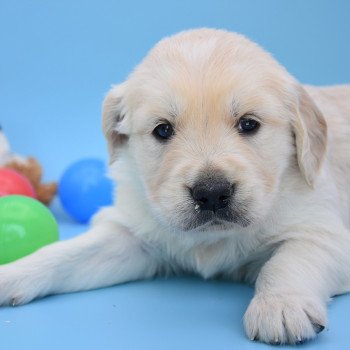 chiot Golden retriever Collier bleu élevage du Fond de la Noye