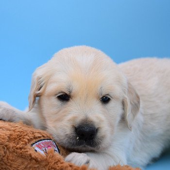 chiot Golden retriever Collier bleu élevage du Fond de la Noye