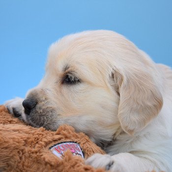 chiot Golden retriever Collier bleu élevage du Fond de la Noye