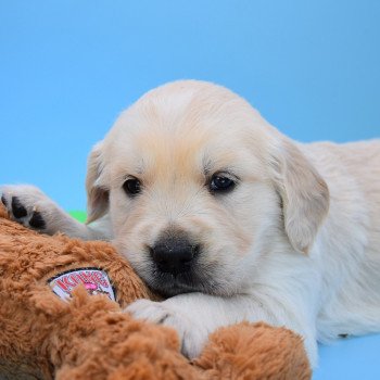 chiot Golden retriever Collier bleu élevage du Fond de la Noye