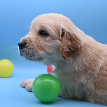 chiot Golden retriever Collier bordeau élevage du Fond de la Noye