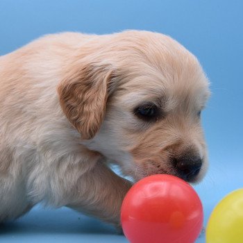 chiot Golden retriever Collier bordeau élevage du Fond de la Noye