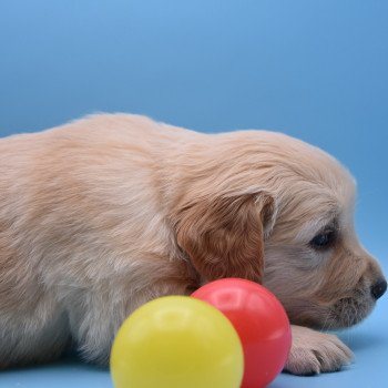 chiot Golden retriever Collier bordeau élevage du Fond de la Noye