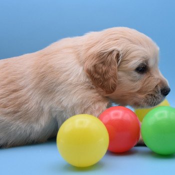 chiot Golden retriever Collier bordeau élevage du Fond de la Noye