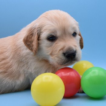 chiot Golden retriever Collier bordeau élevage du Fond de la Noye