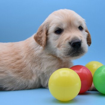 chiot Golden retriever Collier bordeau élevage du Fond de la Noye