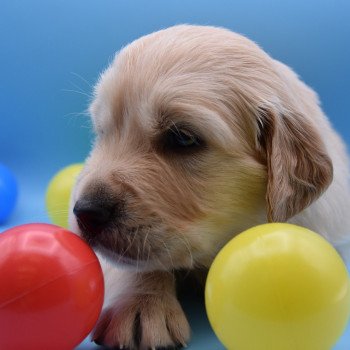 chiot Golden retriever Collier bordeau élevage du Fond de la Noye