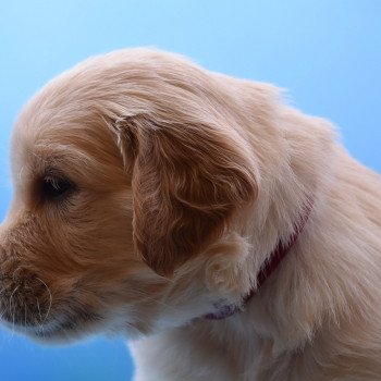 chiot Golden retriever Collier bordeau élevage du Fond de la Noye