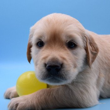 chiot Golden retriever Collier bordeau élevage du Fond de la Noye