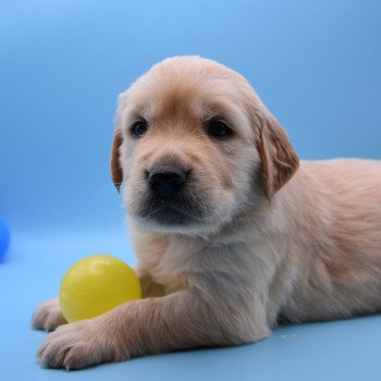 chiot Golden retriever Collier bordeau élevage du Fond de la Noye