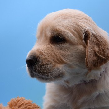 chiot Golden retriever Collier bordeau élevage du Fond de la Noye