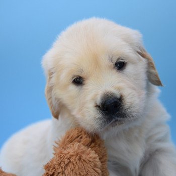 chiot Golden retriever Collier gris élevage du Fond de la Noye chiot Golden retriever Collier gris élevage du Fond de la Noye