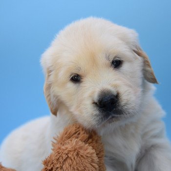 chiot Golden retriever Collier gris élevage du Fond de la Noye