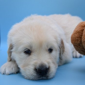 chiot Golden retriever Collier gris élevage du Fond de la Noye