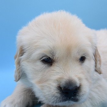 chiot Golden retriever Collier gris élevage du Fond de la Noye