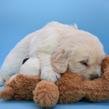 chiot Golden retriever Collier gris élevage du Fond de la Noye